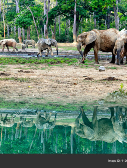 Parc de Bamingui-Bangoran