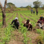 L’agriculture en RCA : Un Potentiel Inexploité pour les Investisseurs