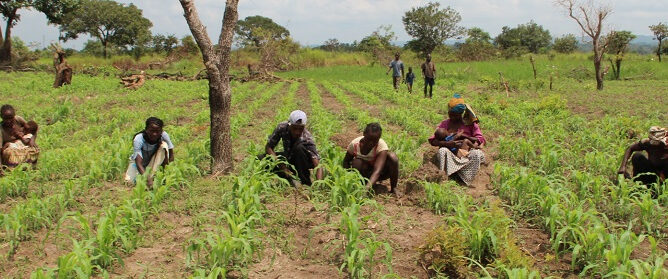 L’agriculture en RCA : Un Potentiel Inexploité pour les Investisseurs